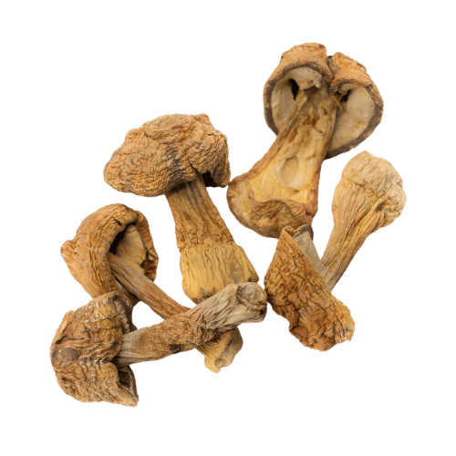 姬松茸 (Agaricus Blazei Murrill/Cendawan Himematsutake)
