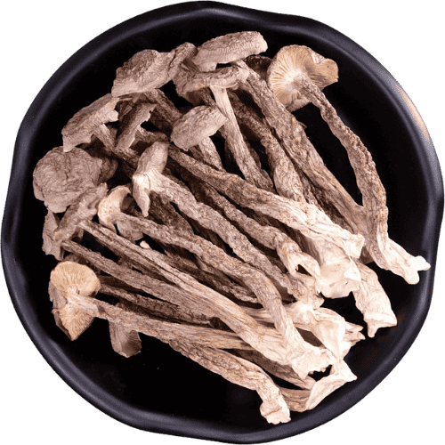 鹿茸菇 (Antler Mushroom/Cendawan Tanduk Rusa)