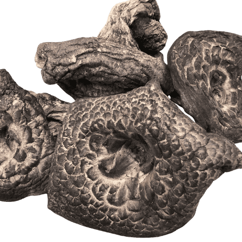 黑虎掌 (Black Tiger Paw Mushroom/Cendawan Tapak Harimau Hitam)