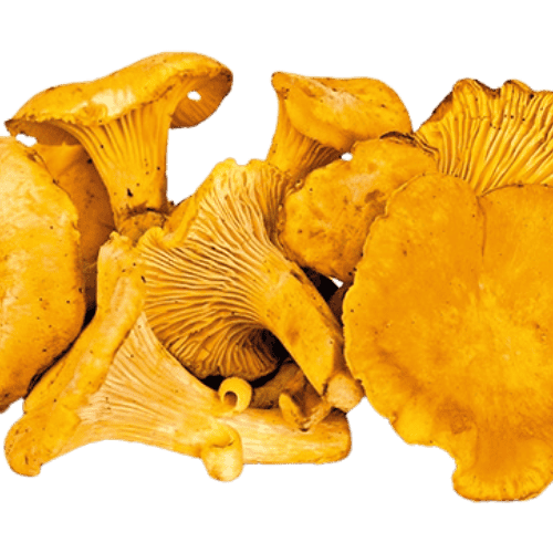 鸡油菌 (Chanterelle Mushroom/Cendawan Chanterelle)