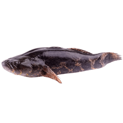 冷冻顺壳鱼 (Clean Frozen Leatherjacket Fish/Ikan Kulit Licin Bersih Sejuk Beku)