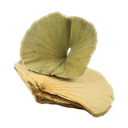 干荷叶 - Dried Lotus Leaves - Daun Teratai Kering
