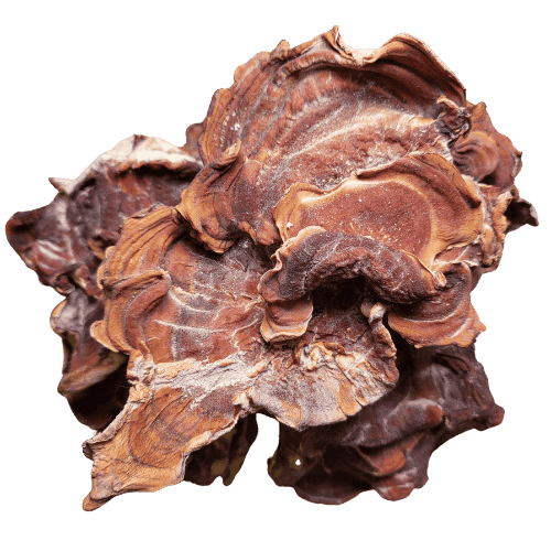 榆耳 (Elm Oyster Mushroom/Cendawan Tiram Elm)