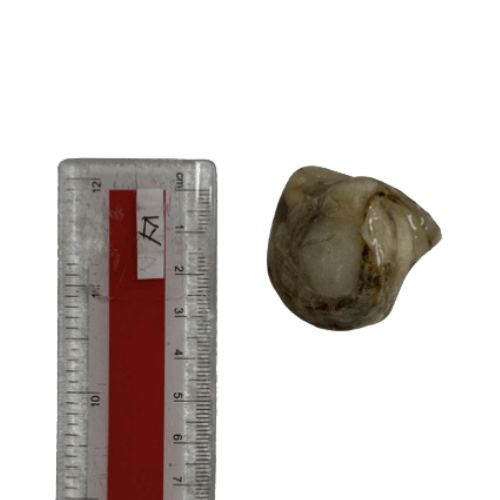 冷冻蛤蜊 60/80 (Frozen Clams/Kerang Beku)
