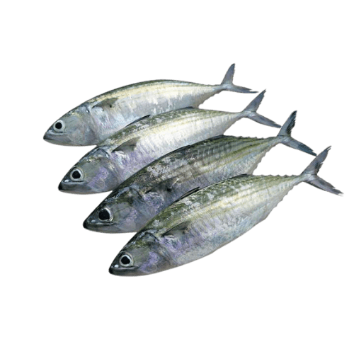 冷冻嘛油鱼 (Frozen Indian Mackerel/Ikan Mabung Sejuk Beku)