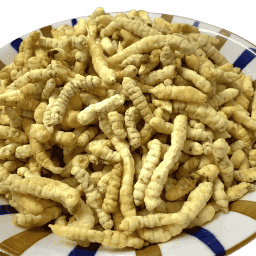 Guangxi Cordyceps (广西虫草)