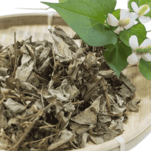 Houttuynia Cordata (鱼鲜草/鱼腥草)