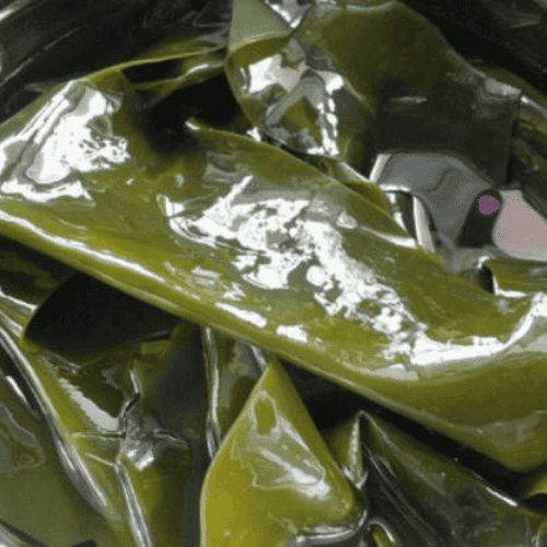 海带 Kelp