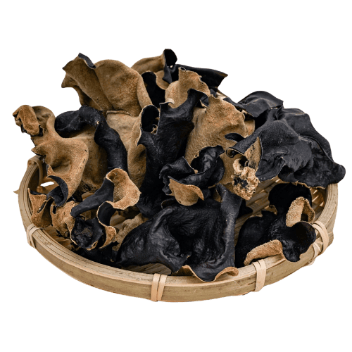 大木耳 (Large Wood Ear Mushroom/Cendawan Telinga Tikus Besar)