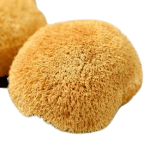 猴头菇 (Lion's Mane Mushroom/Cendawan Kepala Monyet)