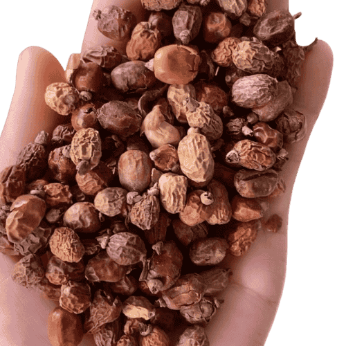 玉扣子 (红) (Nutmeg/Buah Pala)