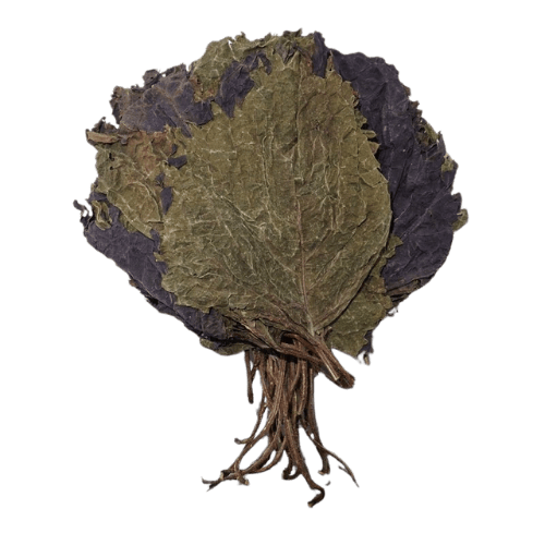 紫苏叶(Perilla Leaf/Daun Perilla)
