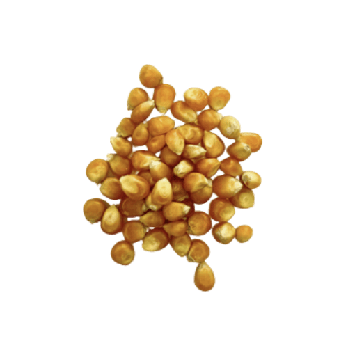 Popcorn Kernels (爆米花/Biji Bertih Jagung)