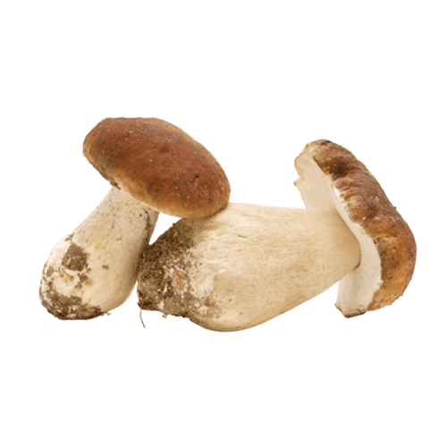 牛肝菌 (Porcini Mushroom/Cendawan Porcini)