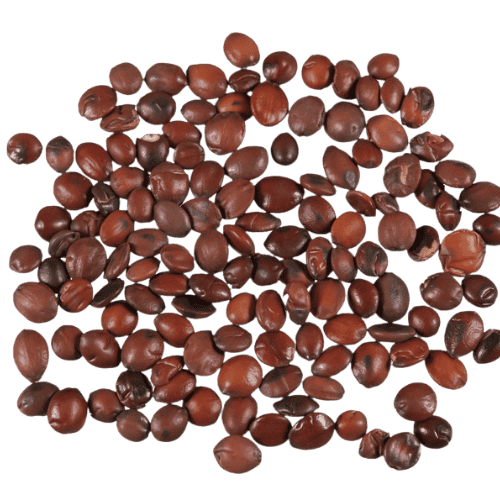 酸枣仁 (Semen Ziziphi Spinosae/Biji Ziziphus Spinosa)