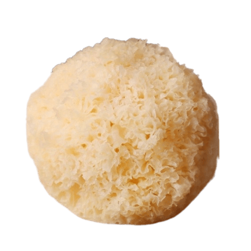 泡发银耳 (Soaked Snow Fungus/Fungus Salji Rendam)