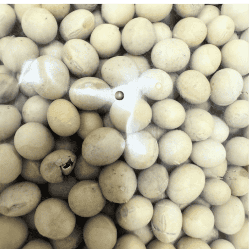 Soybeans (黄豆/Kacang Soya Canada)