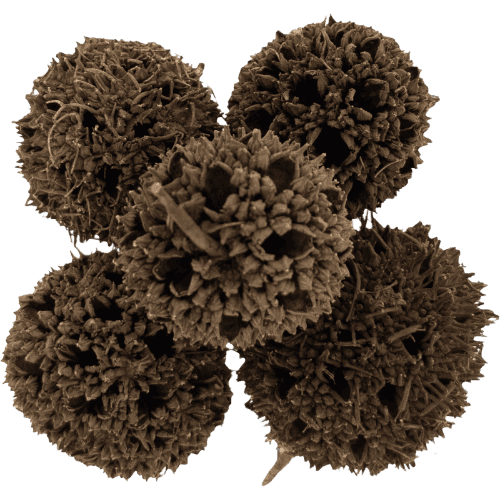 枫香果 (Sweetgum Fruit Heads/Kepala Buah Sweetgum)