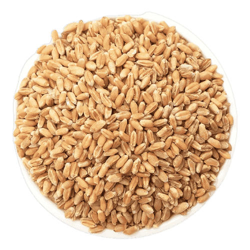小麦 (Wheat/Gandum)