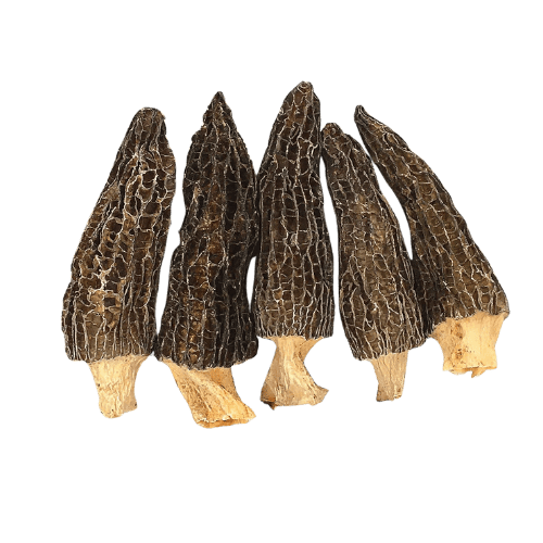 野生羊肚菌 (Wild Morel Mushrooms/Cendawan Morel Liar)
